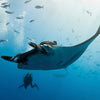 DYKSAFARI - 4 dagar/ 3 nätter - M/V BAVARIA - Koh Bon, Tachai, Surin, Richelieu Rock (max 13 dyk)